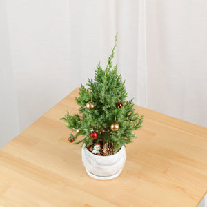 PRE-ORDER Christmas Pine (Small)