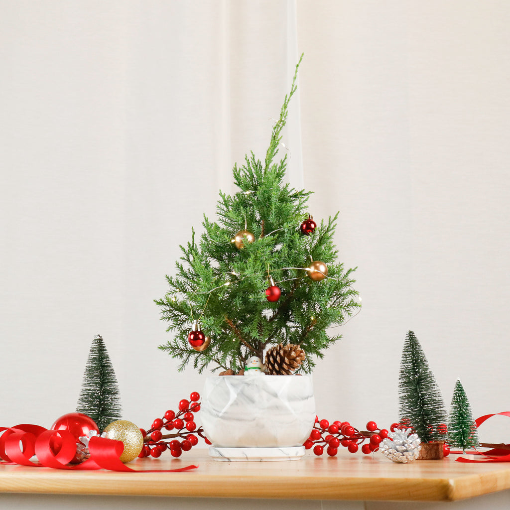 PRE-ORDER Christmas Pine (Small)