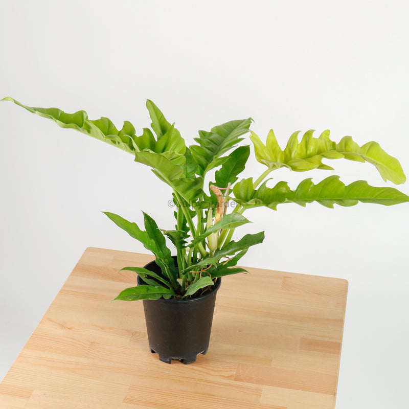 Philodendron Ring of Fire in Nursery Grow Pot
