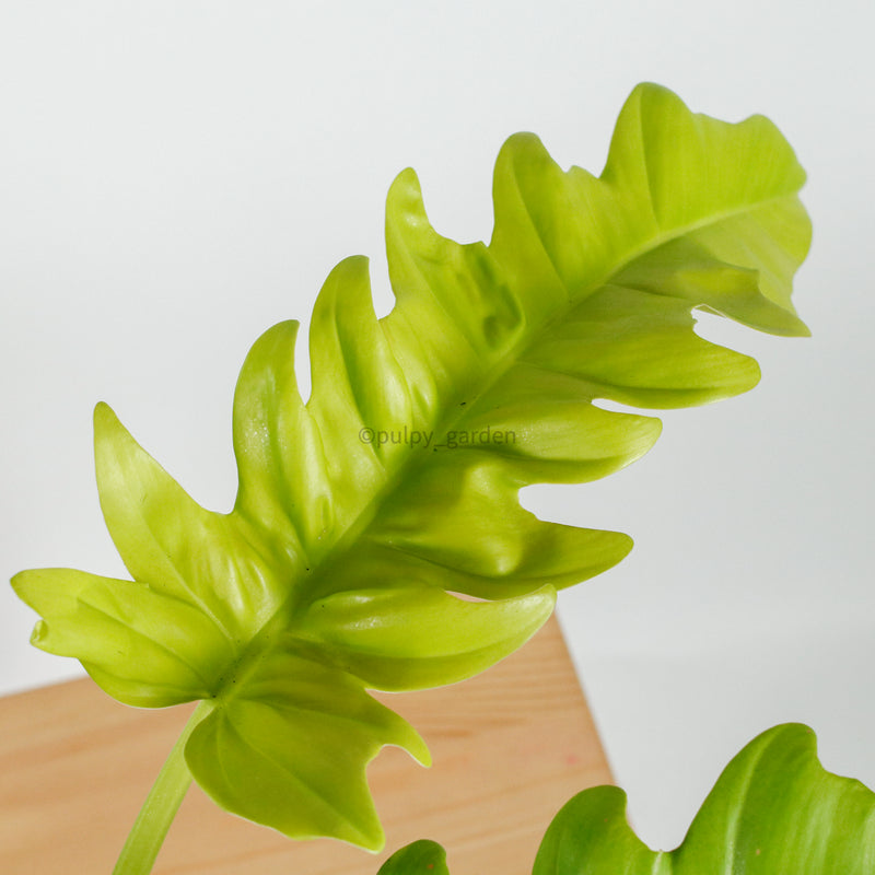 Philodendron Ring of Fire in Nursery Grow Pot