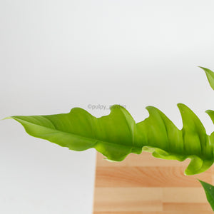 Philodendron Ring of Fire in Nursery Grow Pot