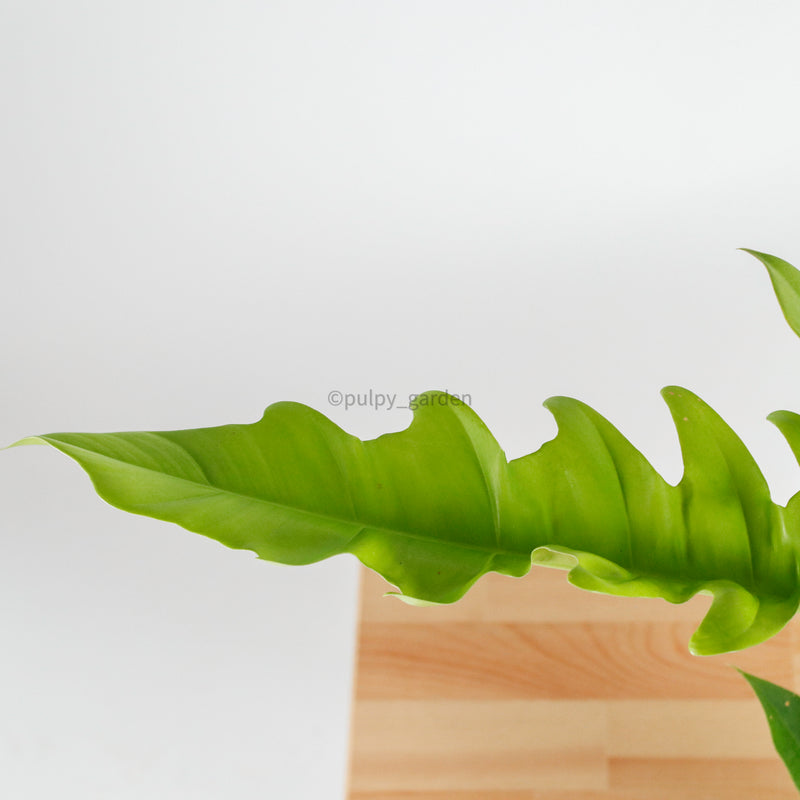 Philodendron Ring of Fire in Nursery Grow Pot