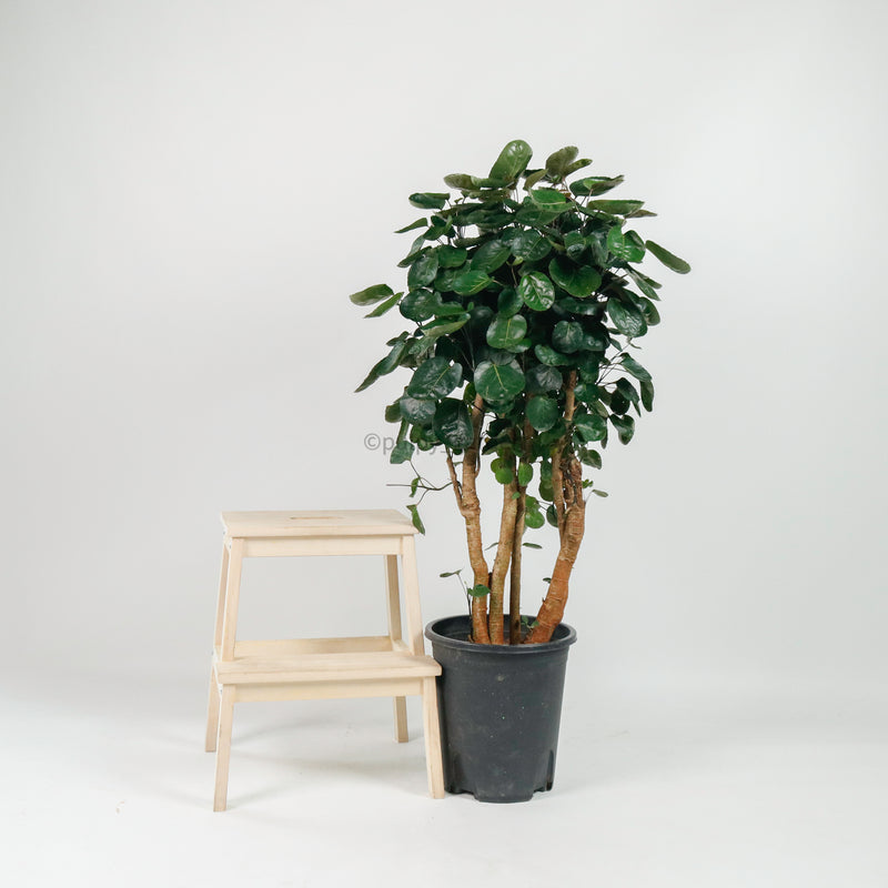 Large Shield aralia (125cm) in Nursery Grow Pot