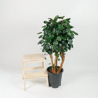 Large Shield aralia (125cm) in Nursery Grow Pot