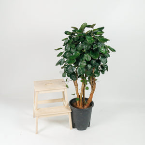 Large Shield aralia (125cm) in Nursery Grow Pot