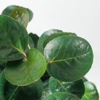 Large Shield aralia (125cm) in Nursery Grow Pot