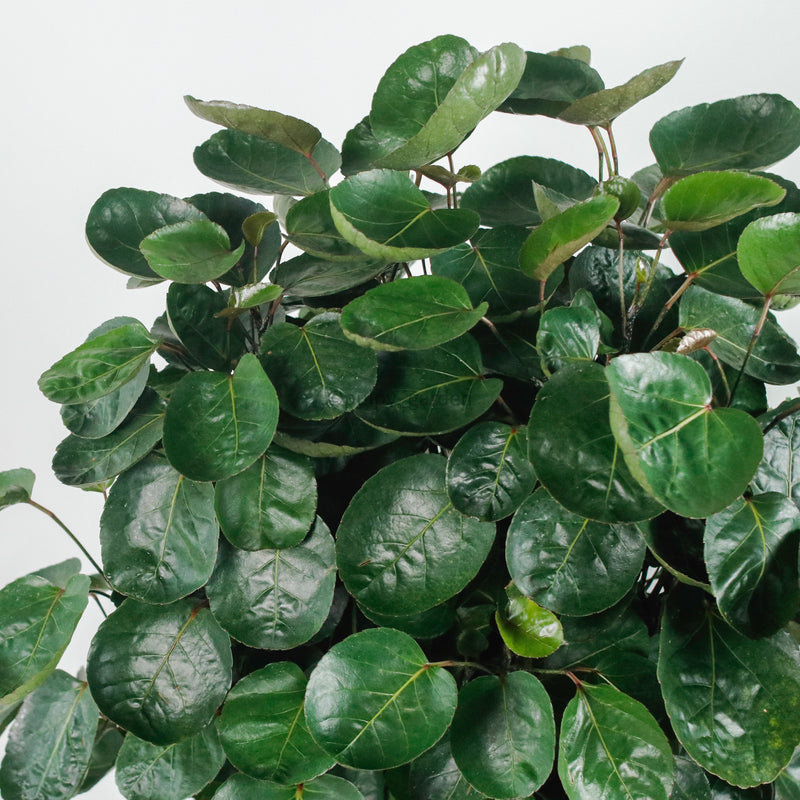 Large Shield aralia (125cm) in Nursery Grow Pot