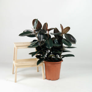 Large Burgundy Rubber Tree Plant (85cm) (3in1) in nursery grow pot