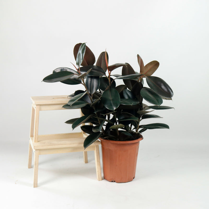 Large Burgundy Rubber Tree Plant (85cm) (3in1) in nursery grow pot