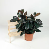 Large Burgundy Rubber Tree Plant (85cm) (3in1) in nursery grow pot