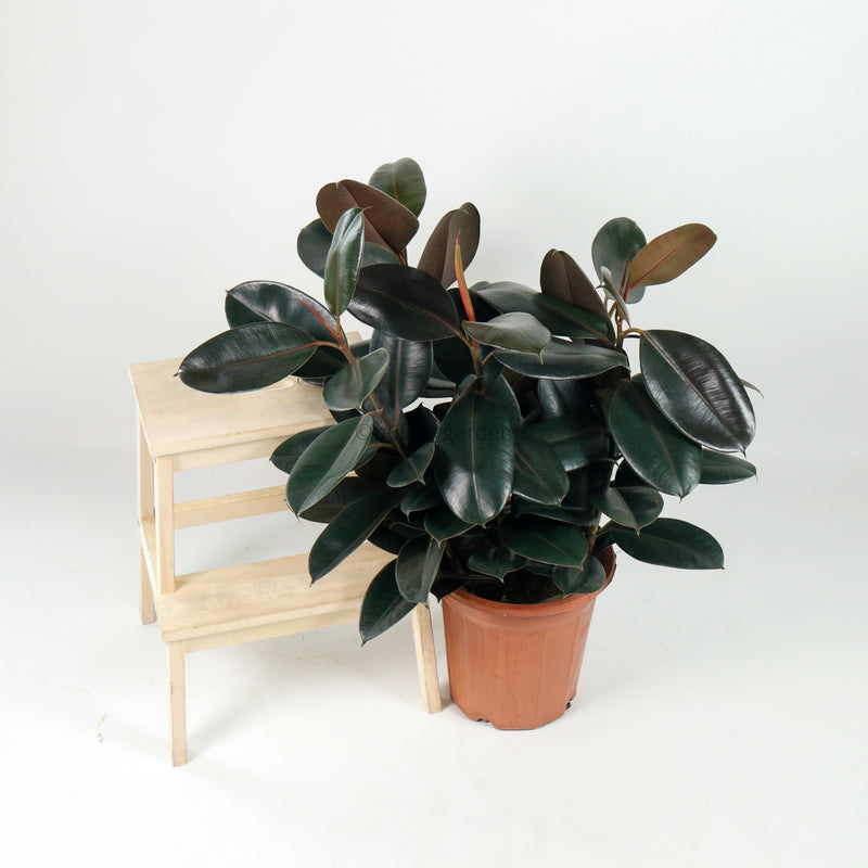 Large Burgundy Rubber Tree Plant (85cm) (3in1) in nursery grow pot