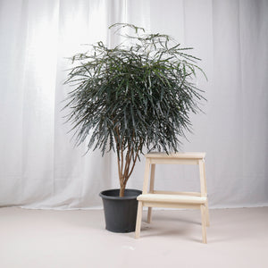 Large False Aralia (150cm) in Nursery Grow Pot