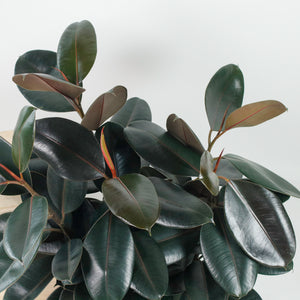 Large Burgundy Rubber Tree Plant (85cm) (3in1) in nursery grow pot