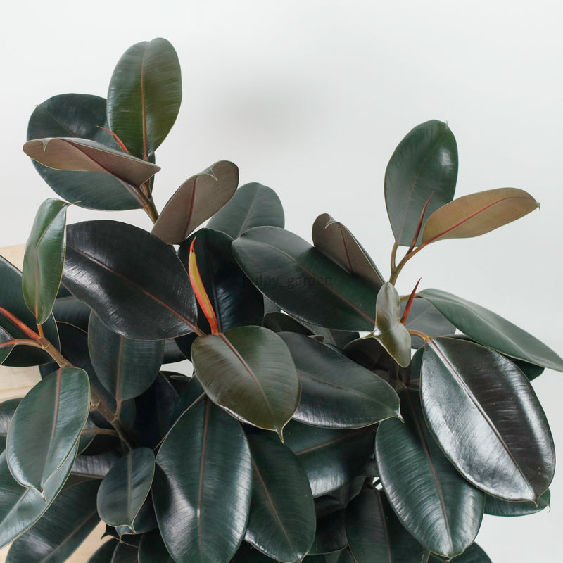 Large Burgundy Rubber Tree Plant (85cm) (3in1) in nursery grow pot