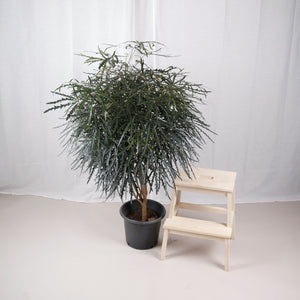 Large False Aralia (150cm) in Nursery Grow Pot