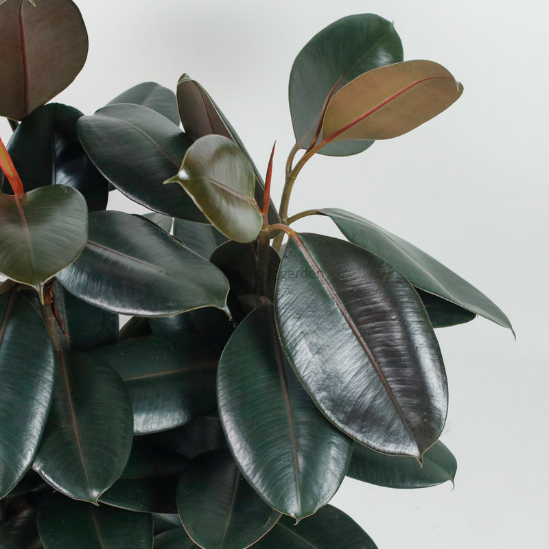 Large Burgundy Rubber Tree Plant (85cm) (3in1) in nursery grow pot