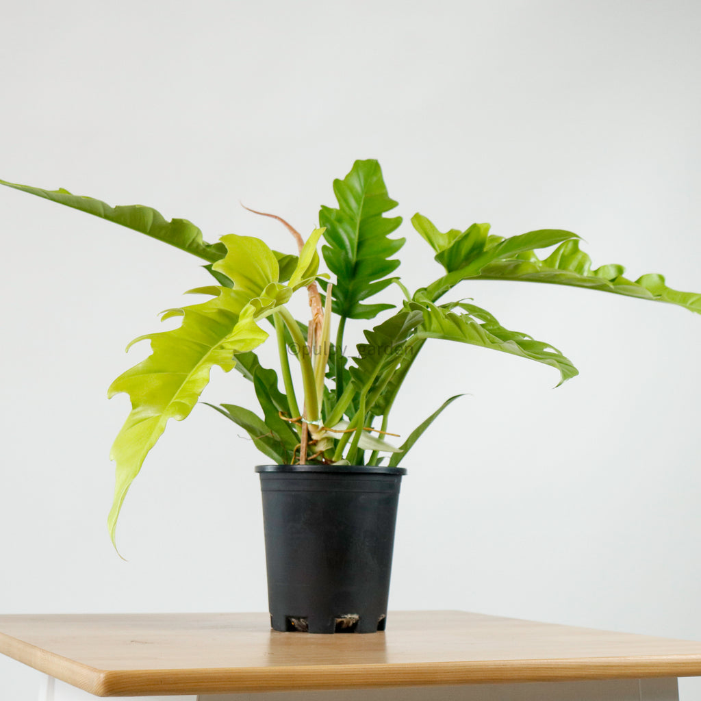 Philodendron Ring of Fire in Nursery Grow Pot