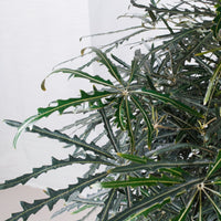 Large False Aralia (150cm) in Nursery Grow Pot