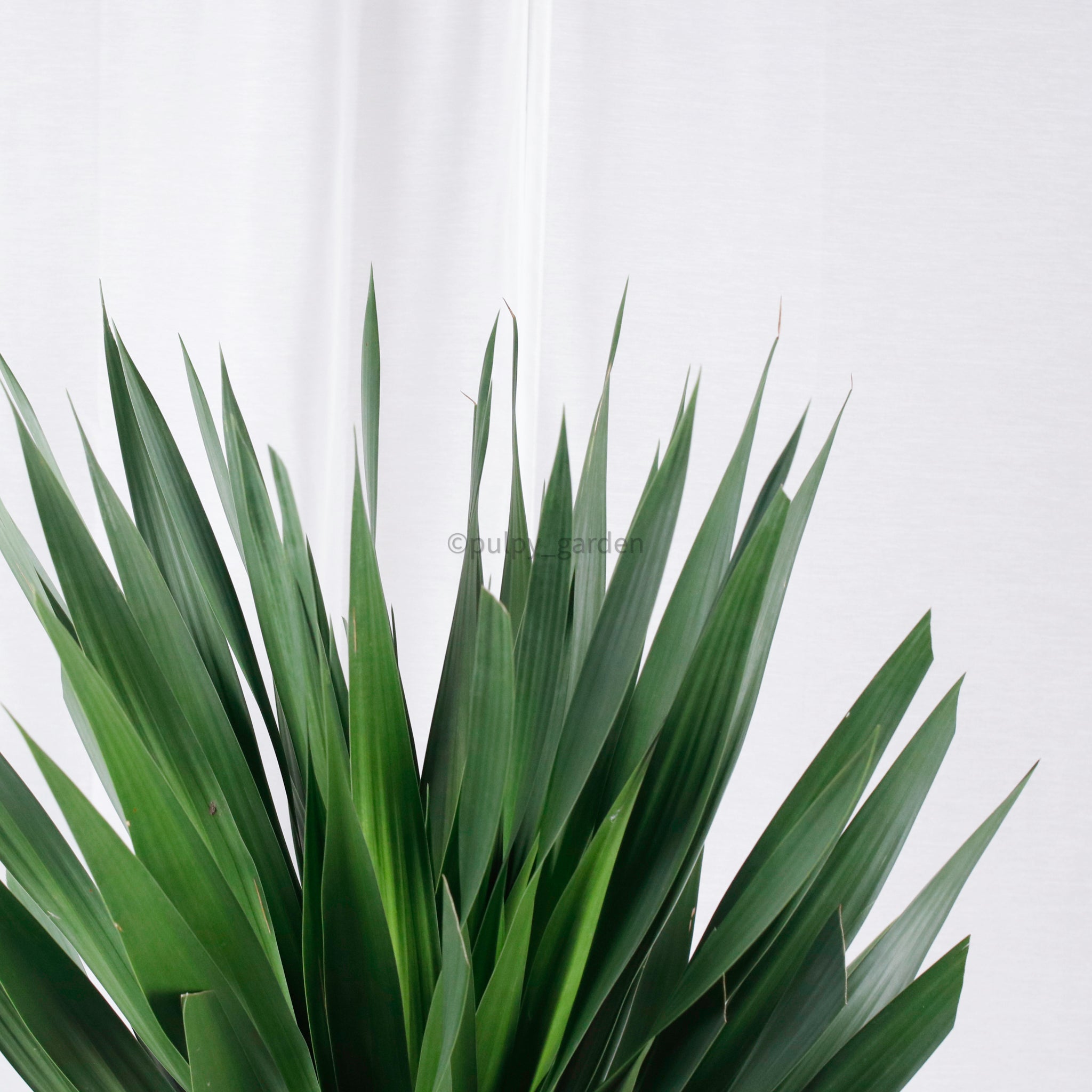 tarzan dracaena Large Dracaena Draco "Tarzan" in Nursery Grow Pot – Pulpy Garden