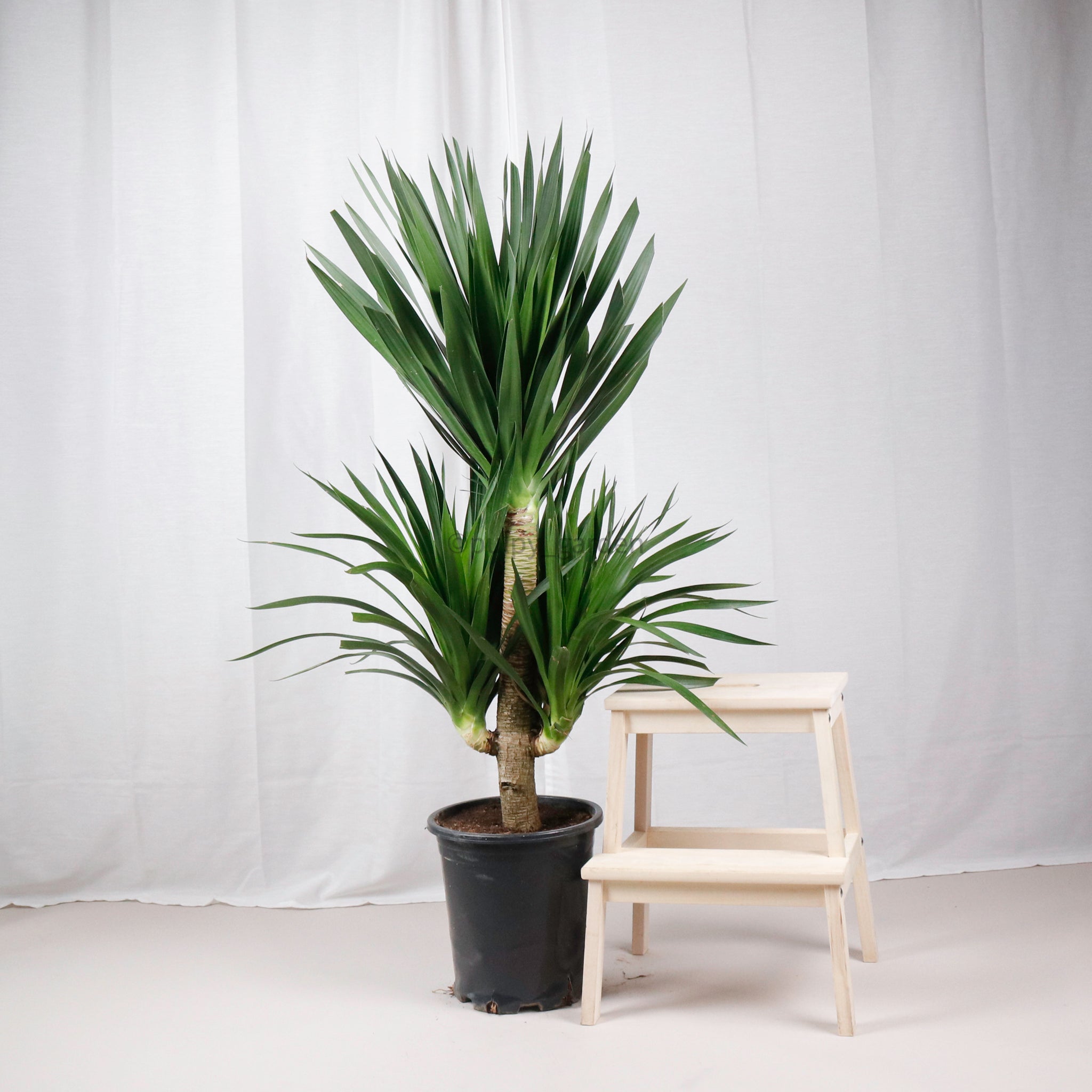 dracaena draco indoor Large Dracaena Draco "Tarzan" in Nursery Grow Pot – Pulpy Garden