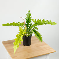 Philodendron Ring of Fire in Nursery Grow Pot