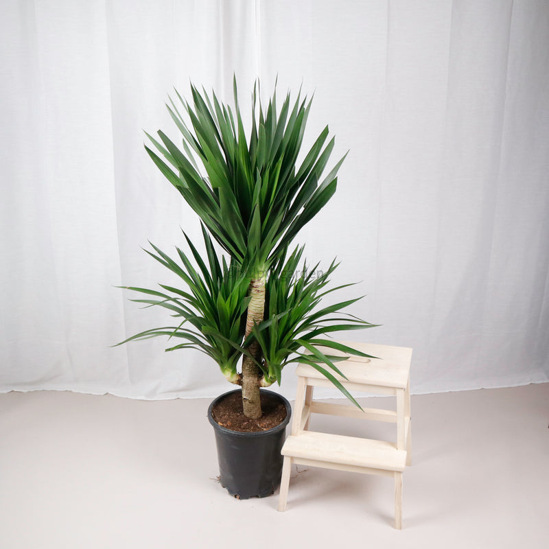 dracaena tarzan plant Large Dracaena Draco "Tarzan" in Nursery Grow Pot – Pulpy Garden