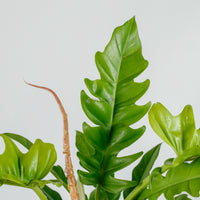 Philodendron Ring of Fire in Nursery Grow Pot