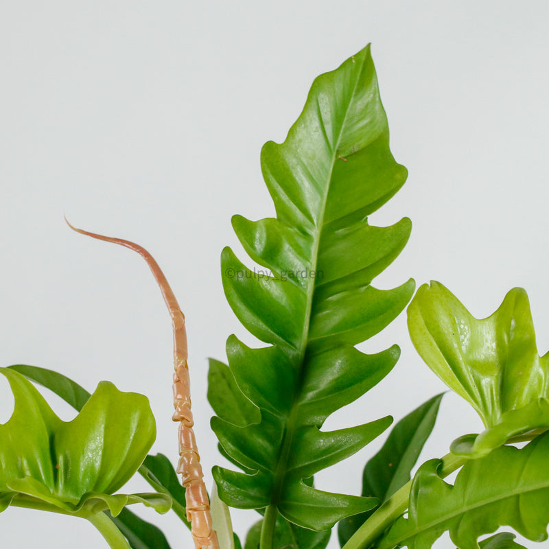 Philodendron Ring of Fire in Nursery Grow Pot