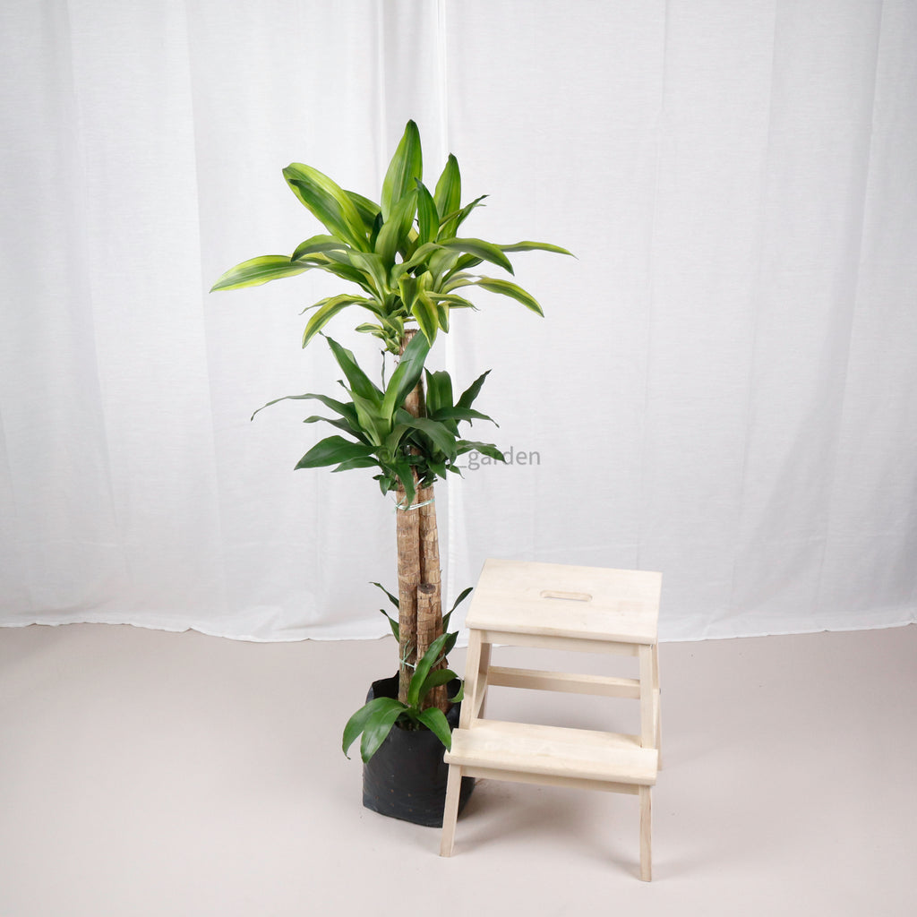 Large Dracaena dracaena fragrans cane (156cm) in Nursery Grow Pot