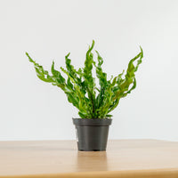 RARE ASPLENIUM MANILA Variegated Bird's Nest Fern (SMALL) in Nursery Grow Pot