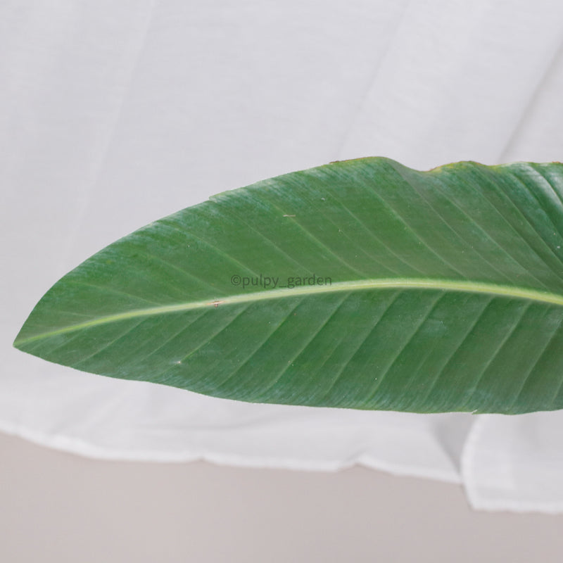 Large Bird of Paradise (175cm) in Nursery Grow Pot