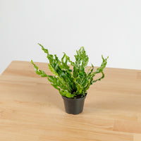 RARE ASPLENIUM MANILA Variegated Bird's Nest Fern (SMALL) in Nursery Grow Pot