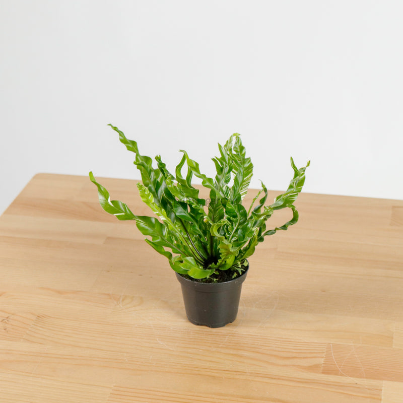 RARE ASPLENIUM MANILA Variegated Bird's Nest Fern (SMALL) in Nursery Grow Pot