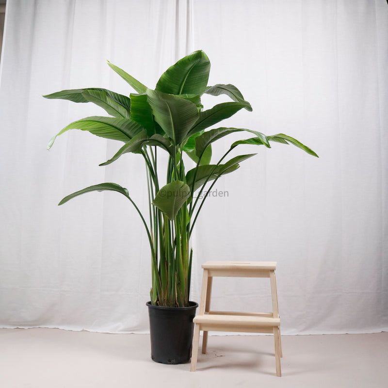 Large Bird of Paradise (175cm) in Nursery Grow Pot