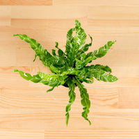 RARE ASPLENIUM MANILA Variegated Bird's Nest Fern (SMALL) in Nursery Grow Pot