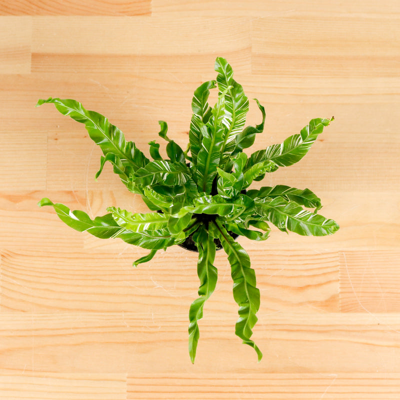 RARE ASPLENIUM MANILA Variegated Bird's Nest Fern (SMALL) in Nursery Grow Pot