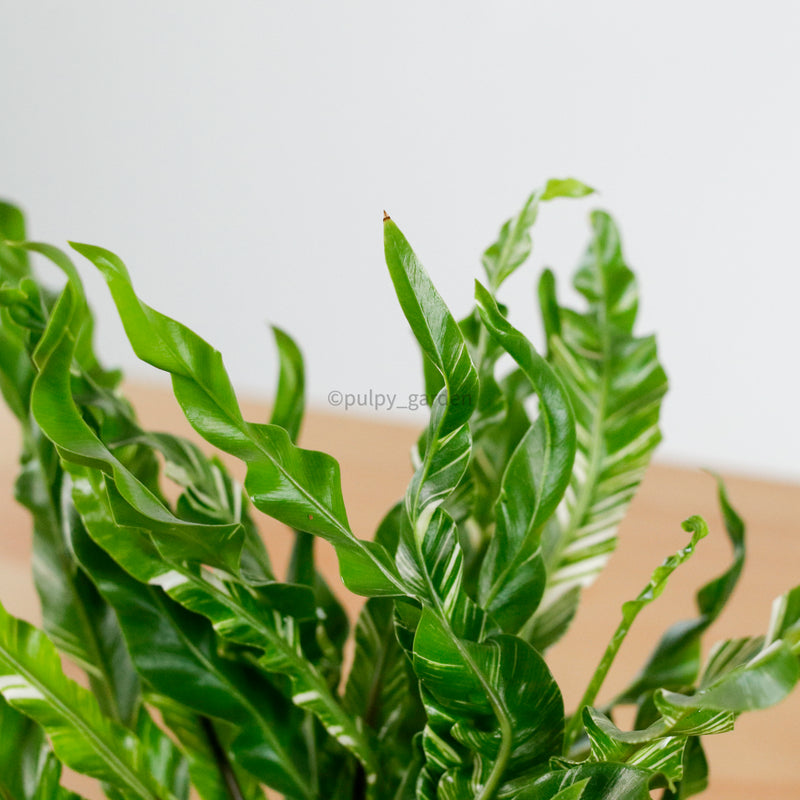 RARE ASPLENIUM MANILA Variegated Bird's Nest Fern (SMALL) in Nursery Grow Pot