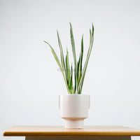 Sansevieria trifasciata Bantel's Sensation in Column