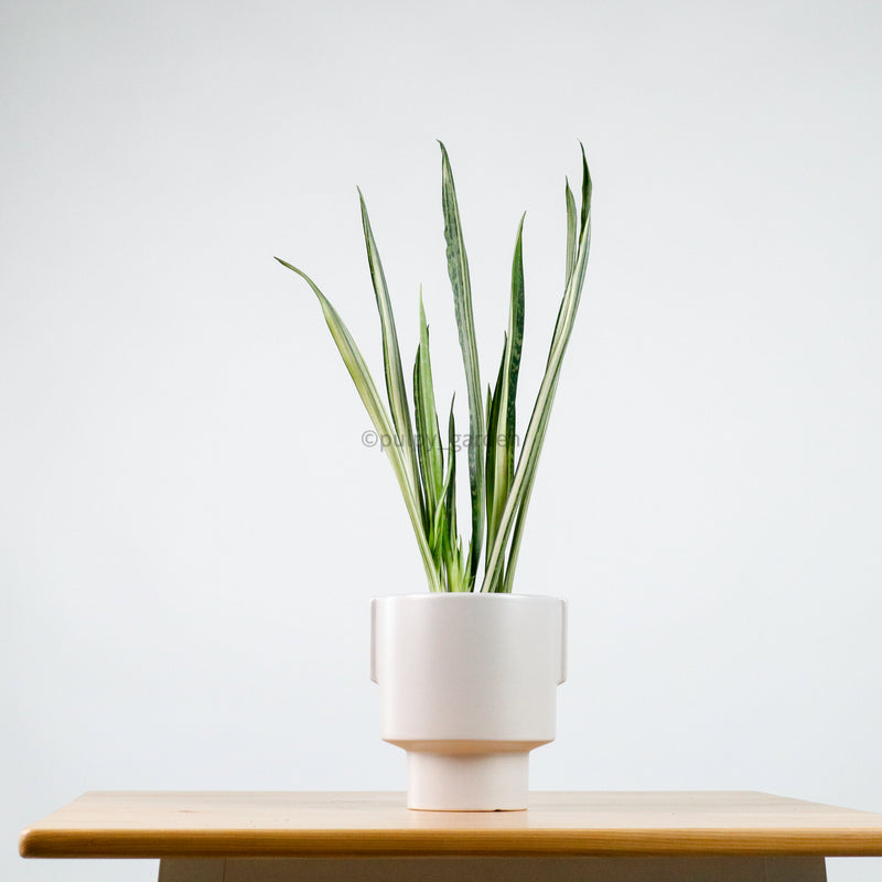 Sansevieria trifasciata Bantel's Sensation in Column