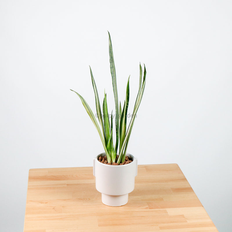 Sansevieria trifasciata Bantel's Sensation in Column