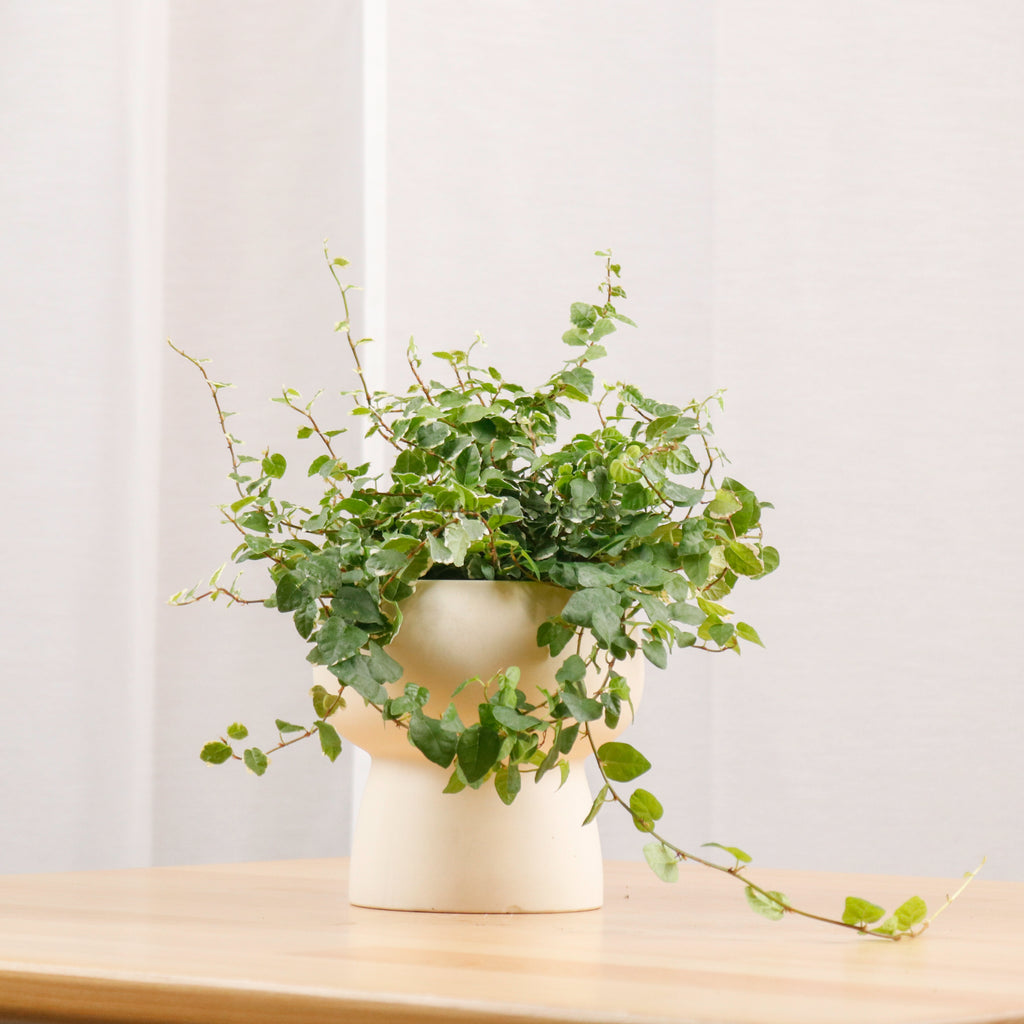 Ficus Pumila Variegata in Plump Planter