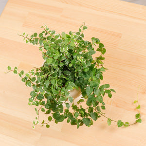 Ficus Pumila Variegata in Plump Planter