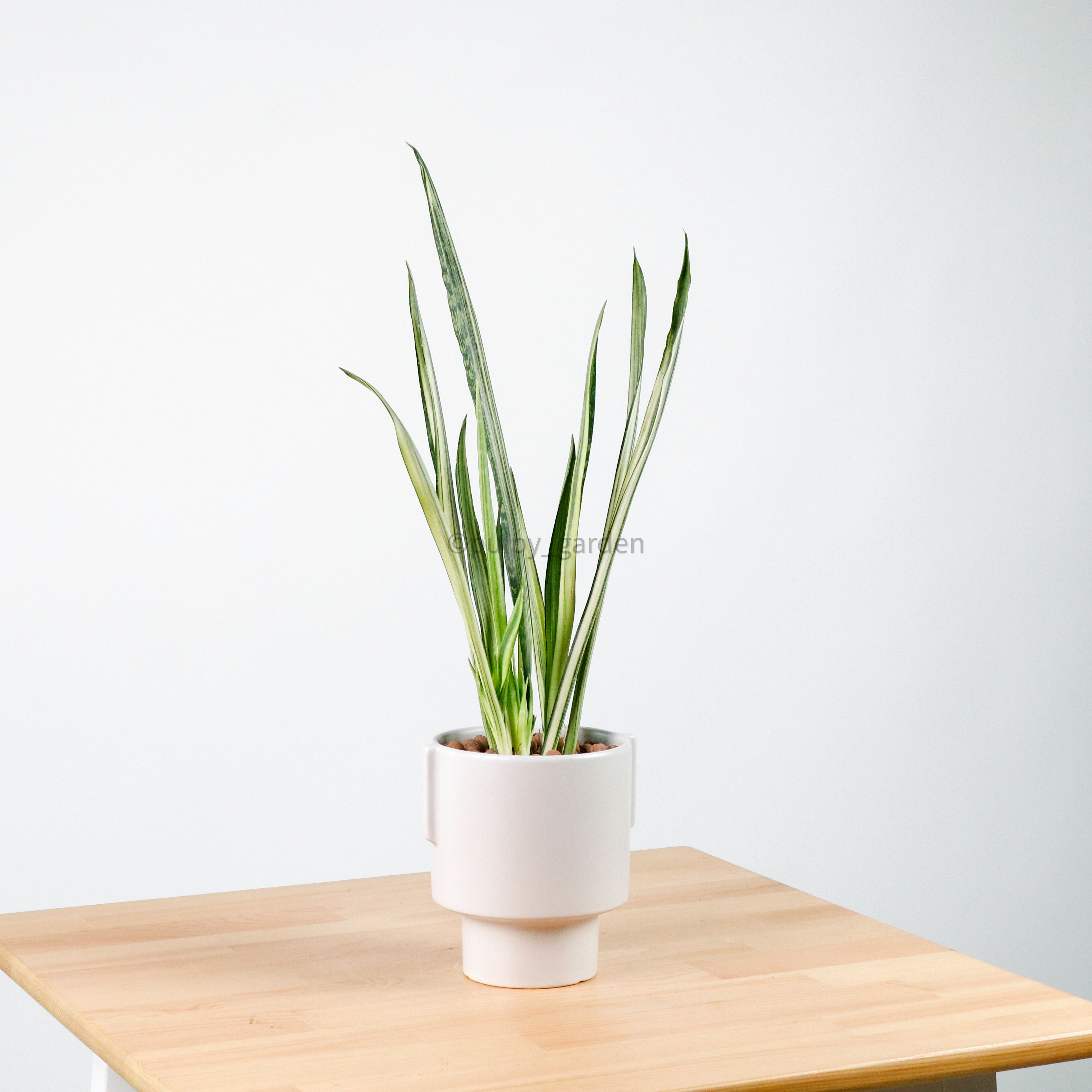 Sansevieria trifasciata Bantel's Sensation in Column