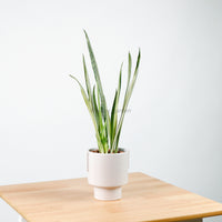 Sansevieria trifasciata Bantel's Sensation in Column