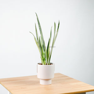 Sansevieria trifasciata Bantel's Sensation in Column