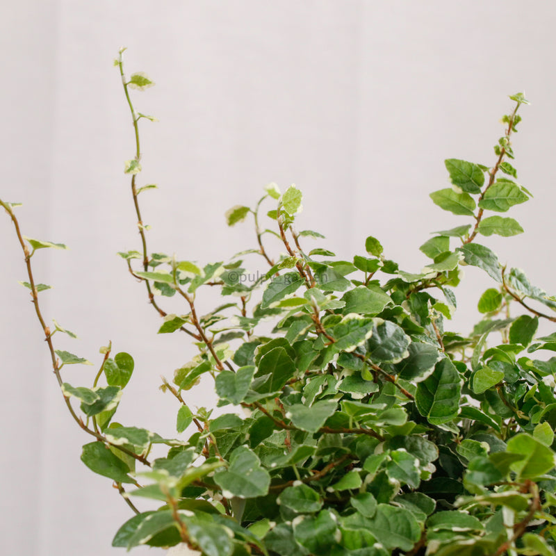 Ficus Pumila Variegata in Plump Planter