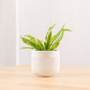 Asplenium Crissie Amy - Bird's Nest Fern in Bella Planter