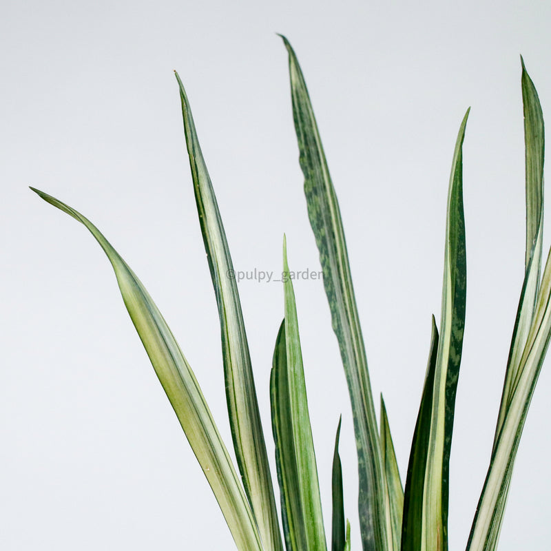 Sansevieria trifasciata Bantel's Sensation in Column