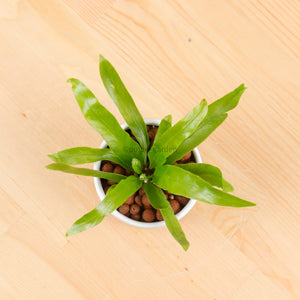 Asplenium Crissie Amy - Bird's Nest Fern in Bella Planter