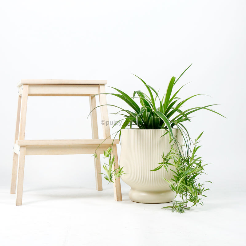 Large Spider Plant in Camille